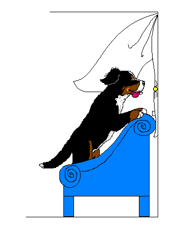 Berner sennenhunde