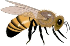 Bienen tiere bilder