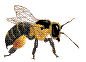 Bienen tiere bilder