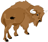 Bison