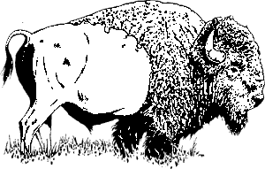 Bison