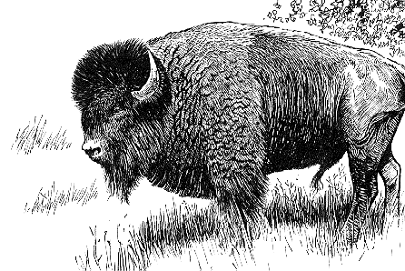 Bison