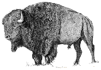 Bison tiere bilder