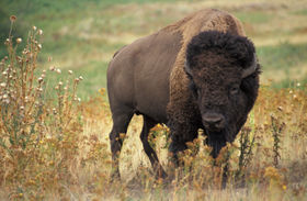 Bison tiere bilder