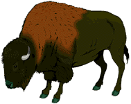 Bison