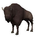 Bison tiere bilder