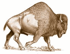 Bison