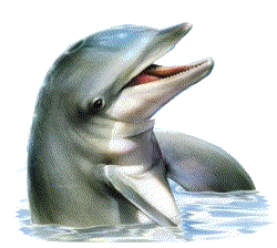 Delfine tiere bilder