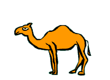 Dromedare tiere bilder