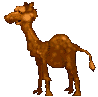 Dromedare tiere bilder
