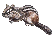 Eichhornchen