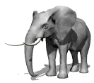 Elefanten tiere bilder