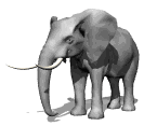 Elefanten tiere bilder