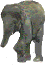 Elefanten tiere bilder