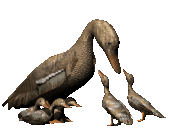 Enten tiere bilder