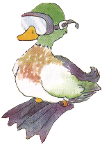 Enten tiere bilder