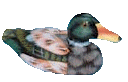 Enten tiere bilder