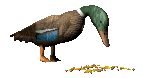 Enten tiere bilder