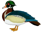 Enten tiere bilder