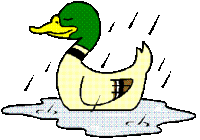 Enten tiere bilder