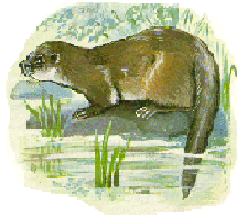 Fischotter tiere bilder