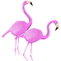Flamingo tiere bilder