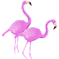 Flamingo