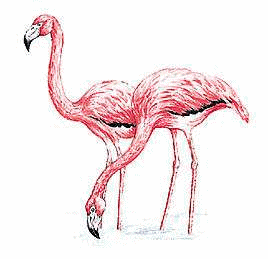 Flamingo tiere bilder