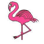 Flamingo tiere bilder