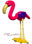 Flamingo tiere bilder