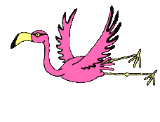 Flamingo tiere bilder
