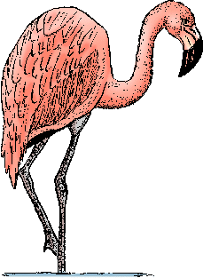 Flamingo tiere bilder
