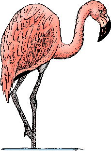 Flamingo tiere bilder