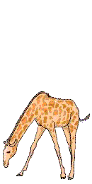 Giraffe tiere bilder