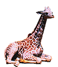 Giraffe tiere bilder