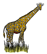 Giraffe tiere bilder