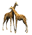 Giraffe tiere bilder