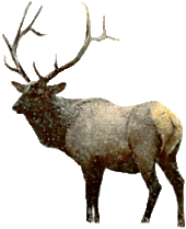 Hirsche tiere bilder