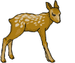 Hirsche tiere bilder
