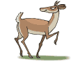 Hirsche tiere bilder