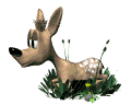 Hirsche tiere bilder