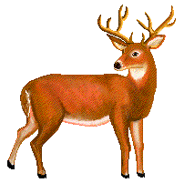 Hirsche tiere bilder