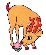 Hirsche tiere bilder