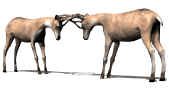 Hirsche tiere bilder