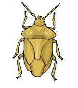 Insekten tiere bilder