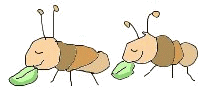 Insekten tiere bilder