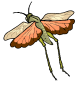 Insekten tiere bilder