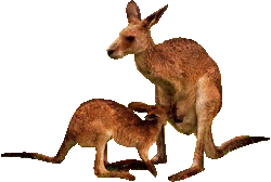 Kanguru tiere bilder