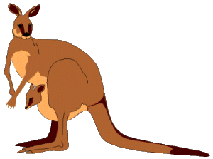 Kanguru tiere bilder