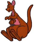 Kanguru tiere bilder
